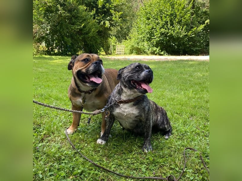 Continental Bulldog Welpen vom Zwieseltal