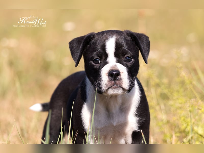 Continental Bulldog Welpen vom Zwieseltal