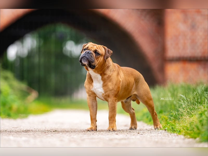 Continental Bulldog Welpen VDH/CBCD - The Loki Bull