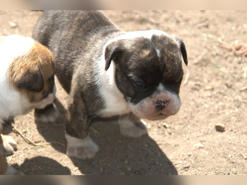 English Bulldog alternativ - Bulldogs vom Zwieseltal