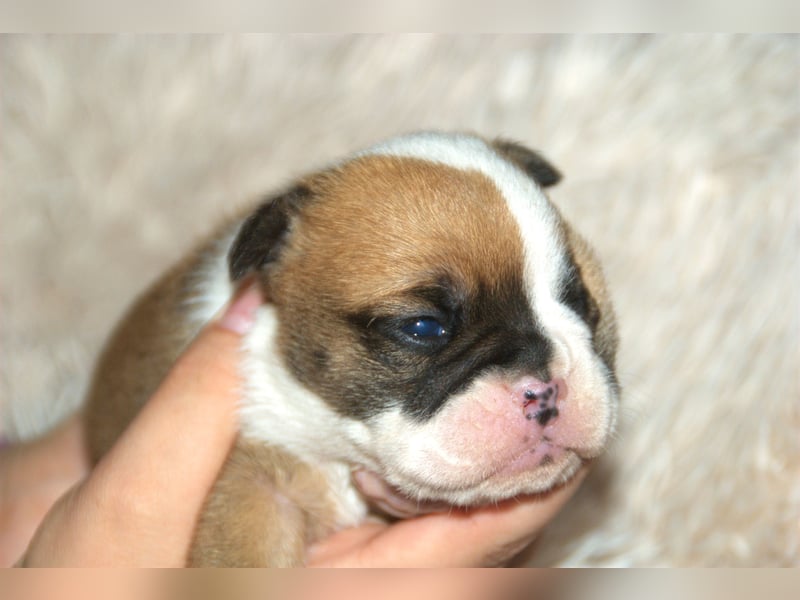 Bulldogs vom Zwieseltal