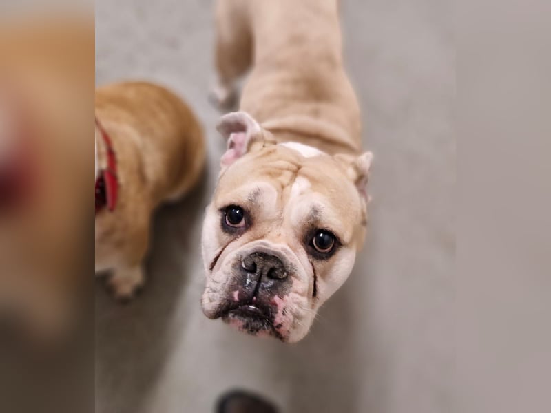 Hope sucht ihr Für immer Zuhause