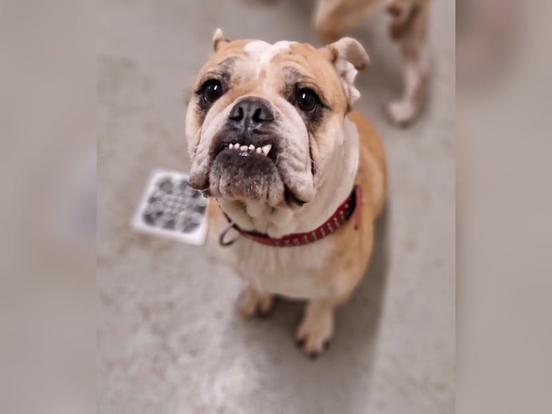 Heaven sucht ihr Für immer Zuhause