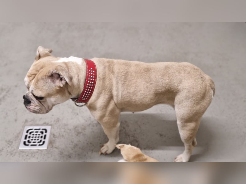 Hope sucht ihr Für immer Zuhause