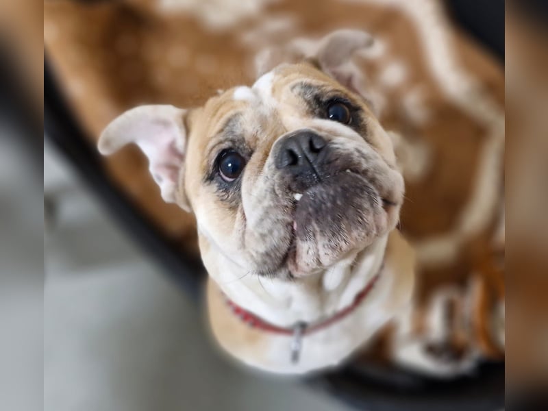 Heaven sucht ihr Für immer Zuhause