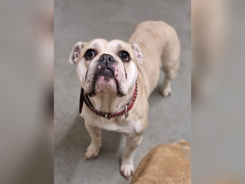 Hope sucht ihr Für immer Zuhause