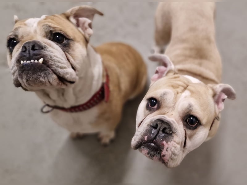 Hope sucht ihr Für immer Zuhause