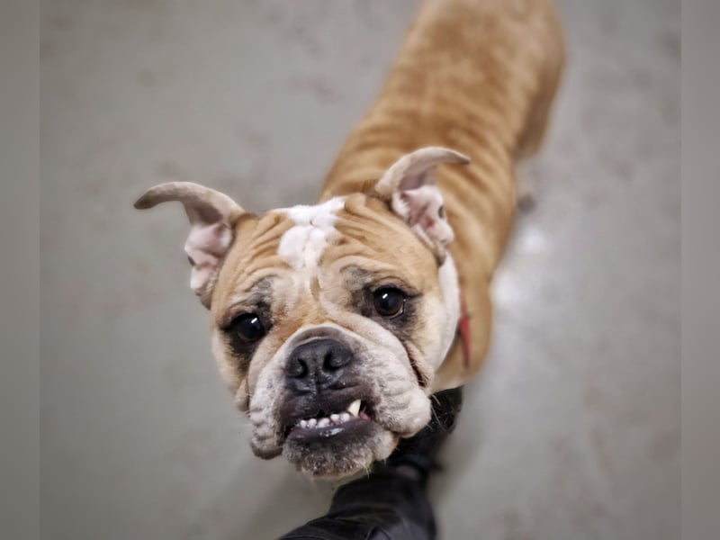 Heaven sucht ihr Für immer Zuhause