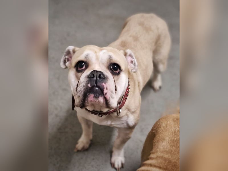 Hope sucht ihr Für immer Zuhause