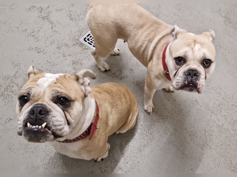 Hope sucht ihr Für immer Zuhause