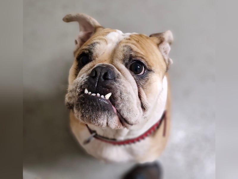 Heaven sucht ihr Für immer Zuhause