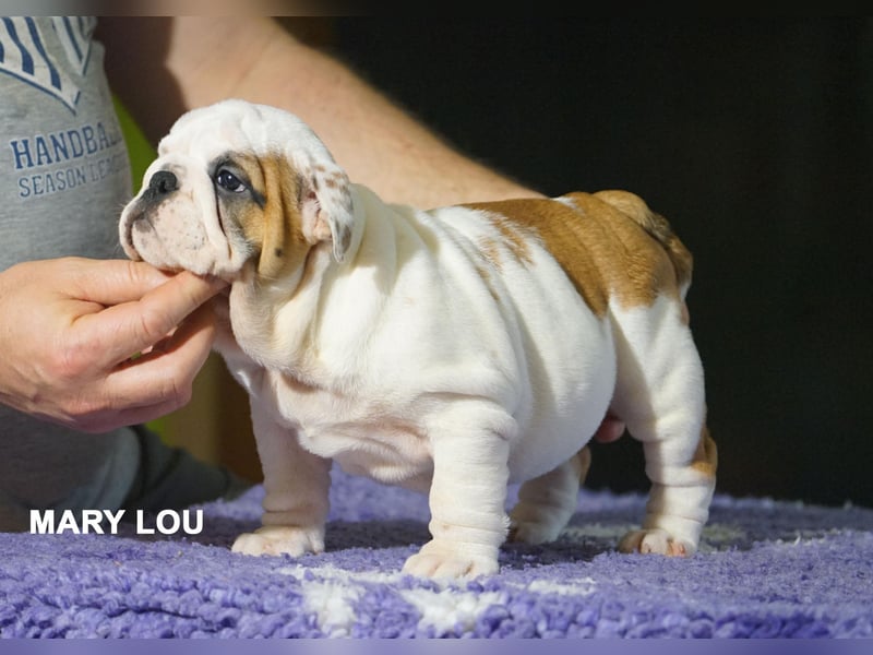 Reinrassige Englische Bulldogge – Welpen mit FCI-Papieren