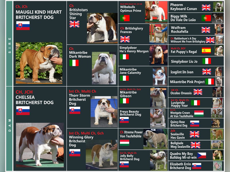 Wunderschönes Mädchen – reinrassige englische Bulldogge mit FCI-Papieren