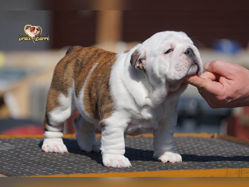 Reinrassige Englische Bulldogge – schönes Mädchen mit FCI-Papieren