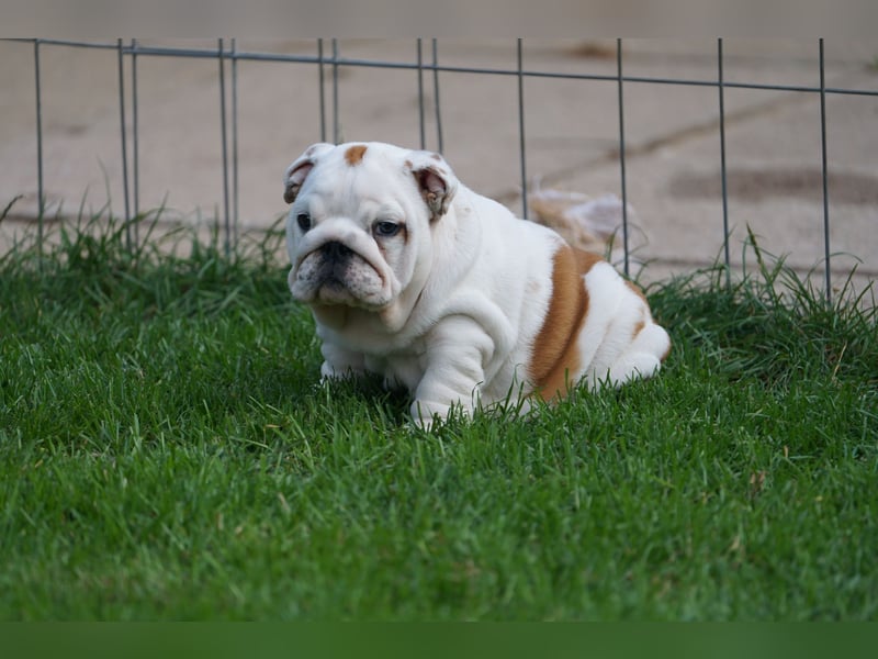 2 wunderschöne Hündinnen – reinrassige englische Bulldoggen mit FCI-Papieren