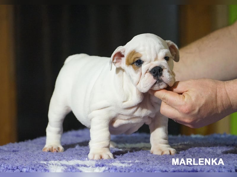 Reinrassige Englische Bulldogge – Welpen mit FCI-Papieren