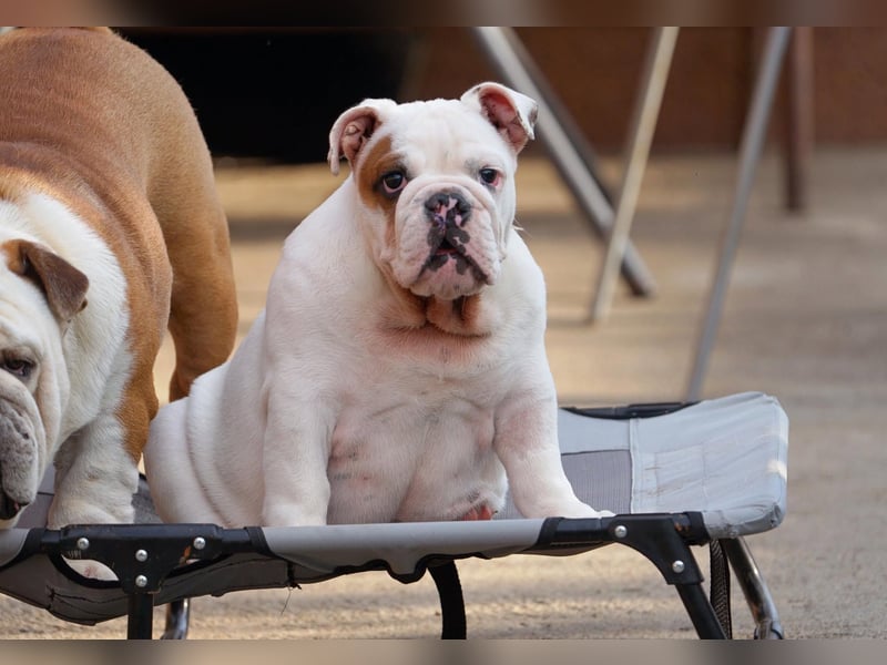 Wunderschöne Rüde – reinrassige englische Bulldogge mit FCI-Papieren