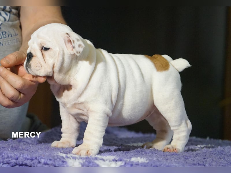 Reinrassige Englische Bulldogge – Welpen mit FCI-Papieren