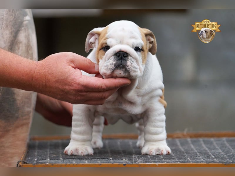 Wunderschönes Mädchen – reinrassige englische Bulldogge mit FCI-Papieren