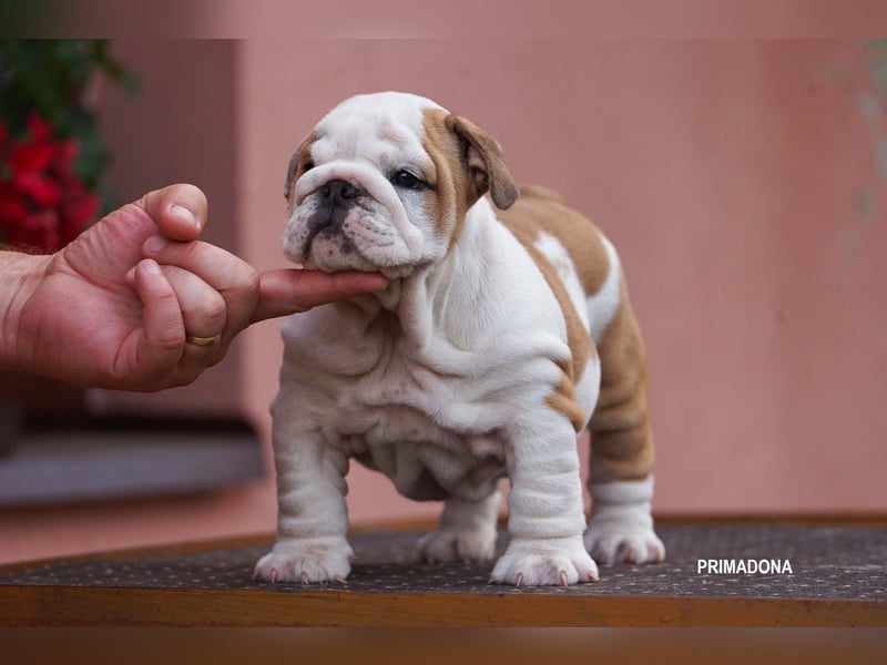 Wunderschönes Mädchen – reinrassige englische Bulldogge mit FCI-Papieren