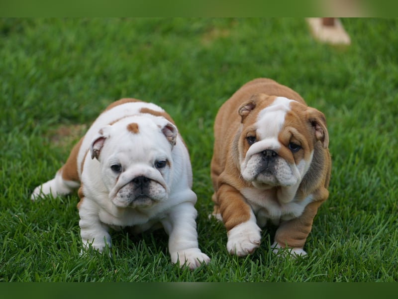 2 wunderschöne Hündinnen – reinrassige englische Bulldoggen mit FCI-Papieren