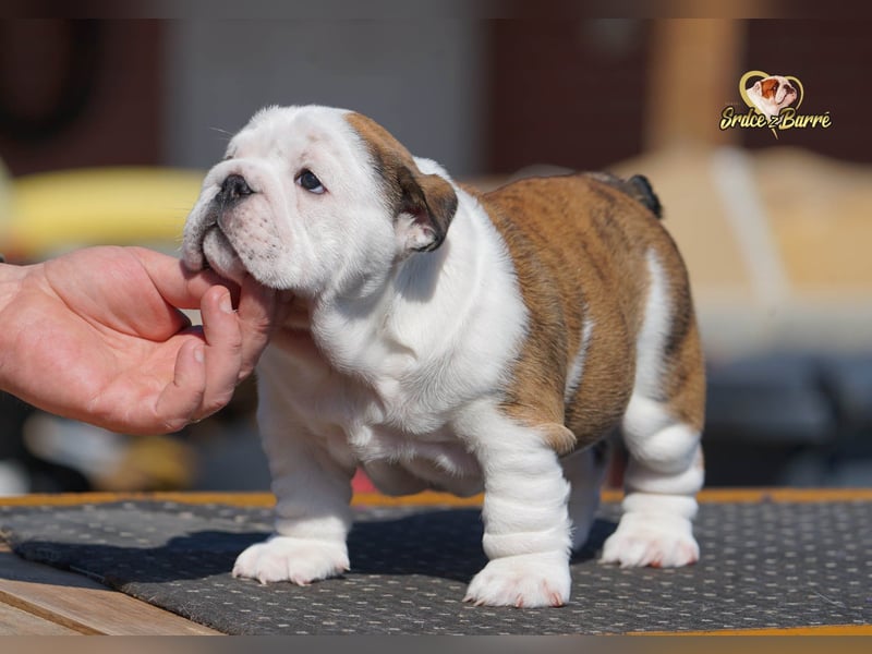 Reinrassige Englische Bulldogge – schönes Mädchen mit FCI-Papieren