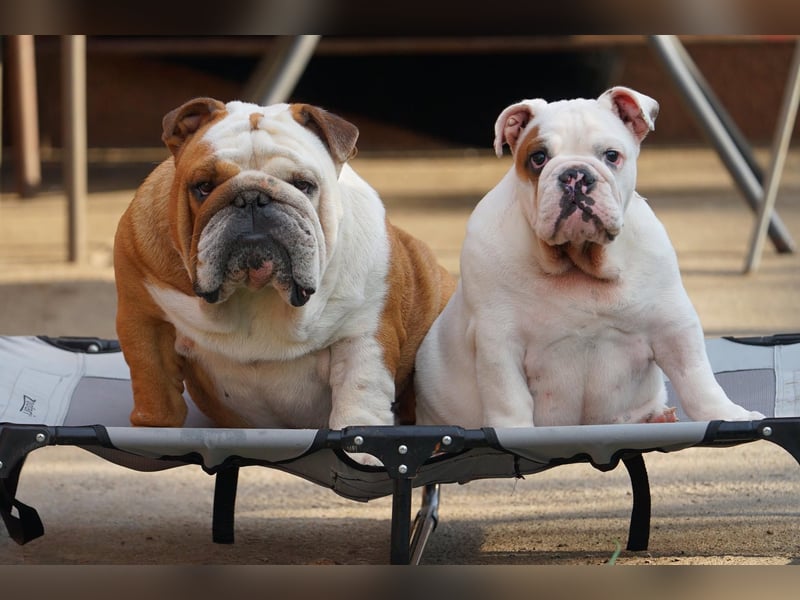 Wunderschöne Rüde – reinrassige englische Bulldogge mit FCI-Papieren