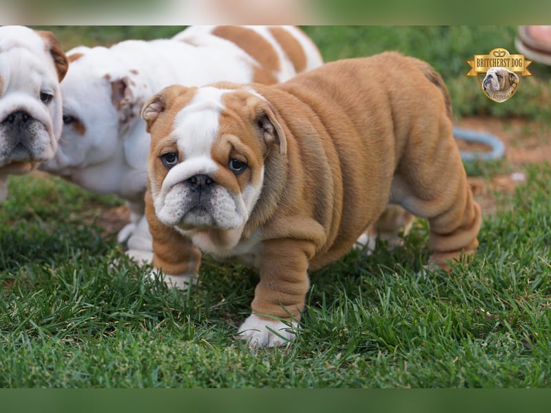 2 wunderschöne Hündinnen – reinrassige englische Bulldoggen mit FCI-Papieren