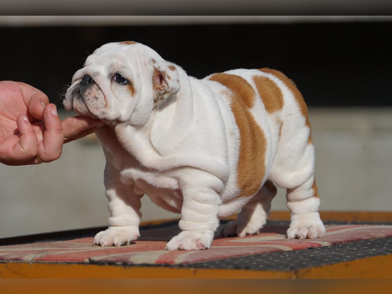 2 wunderschöne Hündinnen – reinrassige englische Bulldoggen mit FCI-Papieren