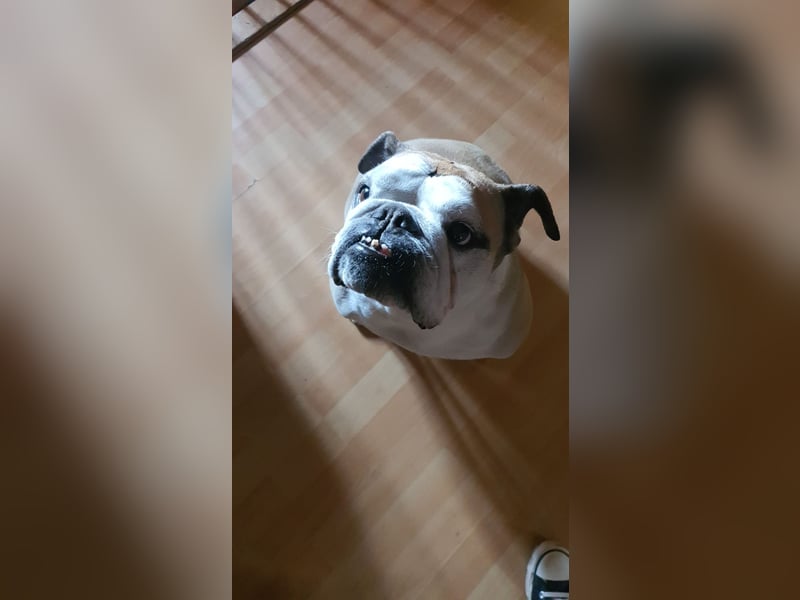 English Bulldog/Old english Bulldogg
