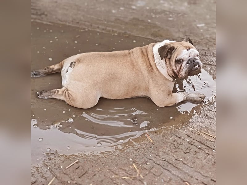 English Bulldog/Old english Bulldogg