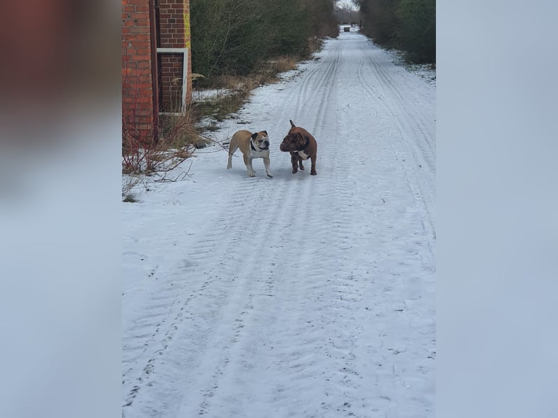 English Bulldog/Old english Bulldogg