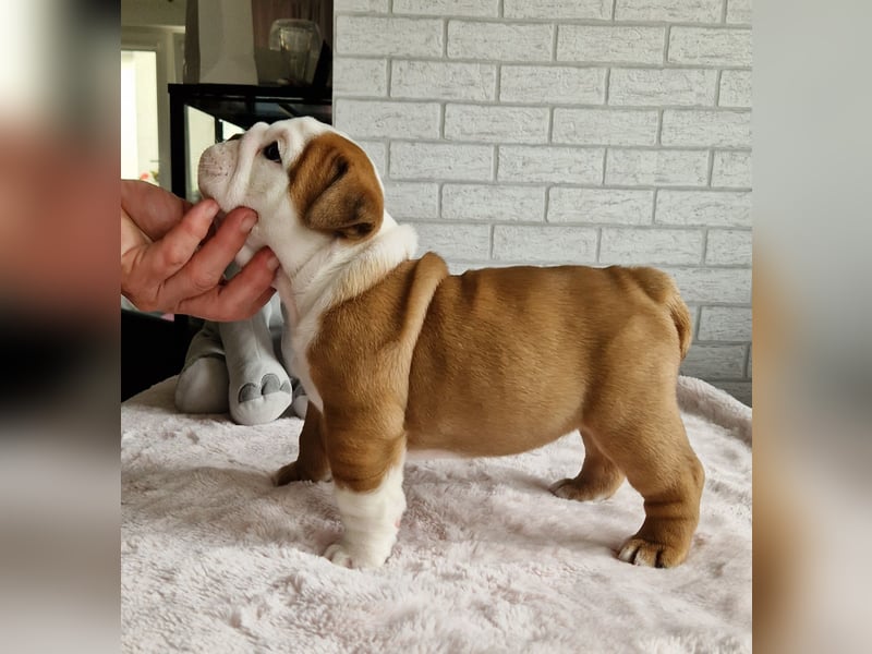 Englische Bulldoggenwelpen, weiblich, FCI-Stammbaum
