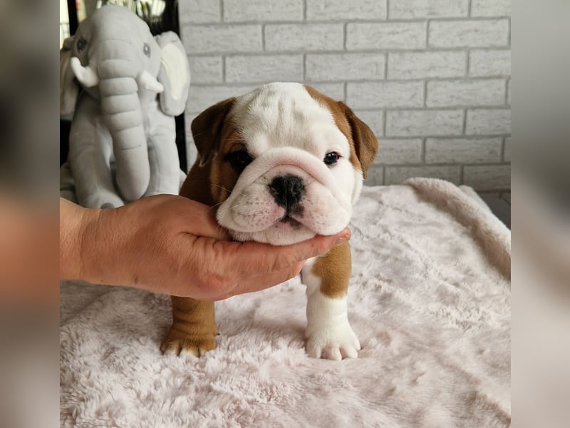 Englische Bulldoggenwelpen, weiblich, FCI-Stammbaum
