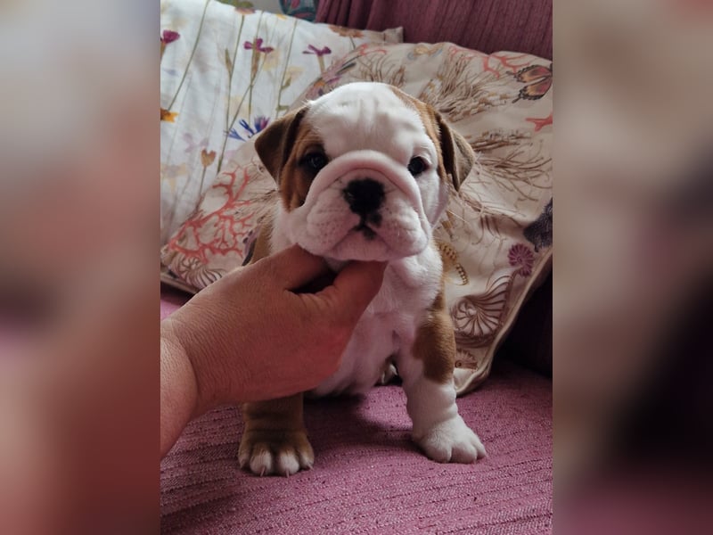 Englische Bulldoggenwelpen, weiblich, FCI-Stammbaum