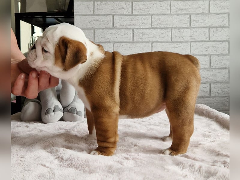 Englische Bulldoggenwelpen, weiblich, FCI-Stammbaum