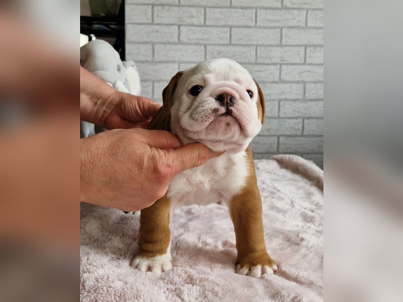 Englische Bulldoggenwelpen, weiblich, FCI-Stammbaum