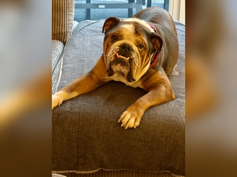 Englische Bulldogge 5 Jahre