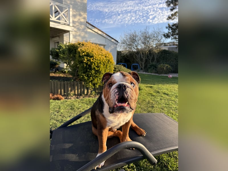 Englische Bulldogge 5 Jahre