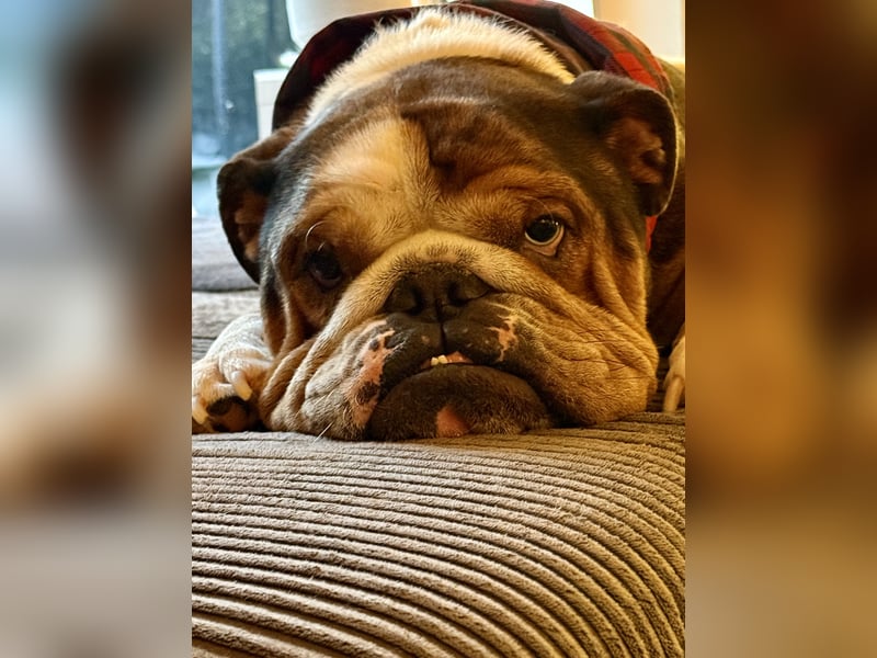 Englische Bulldogge 5 Jahre