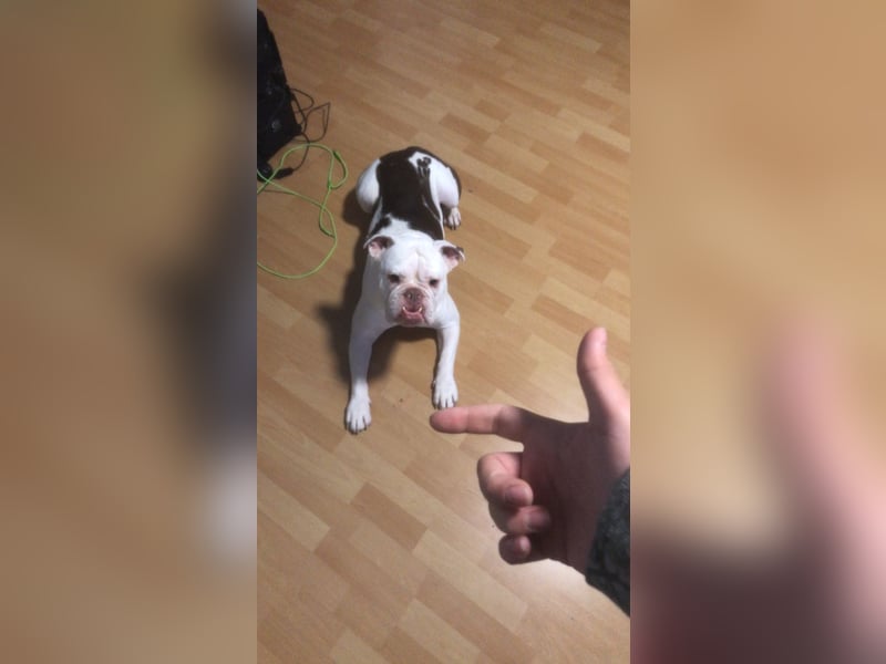 Englische Bulldogge