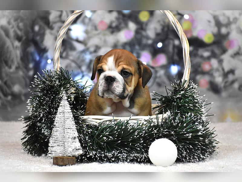 Englischer Bulldoggen welpe