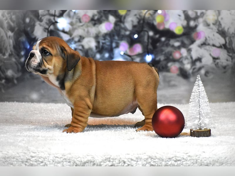 Englischer Bulldoggen welpe