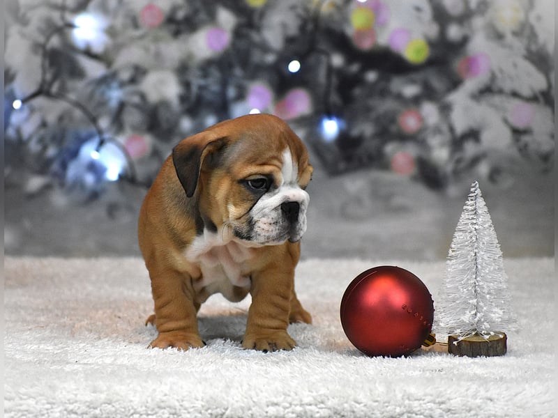 Englischer Bulldoggen welpe