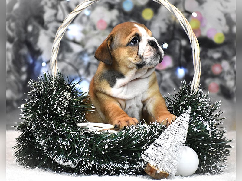 Englischer Bulldoggen welpe