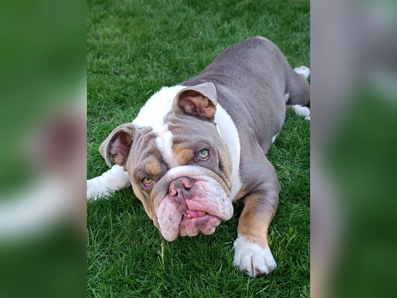 Englische Bulldogge