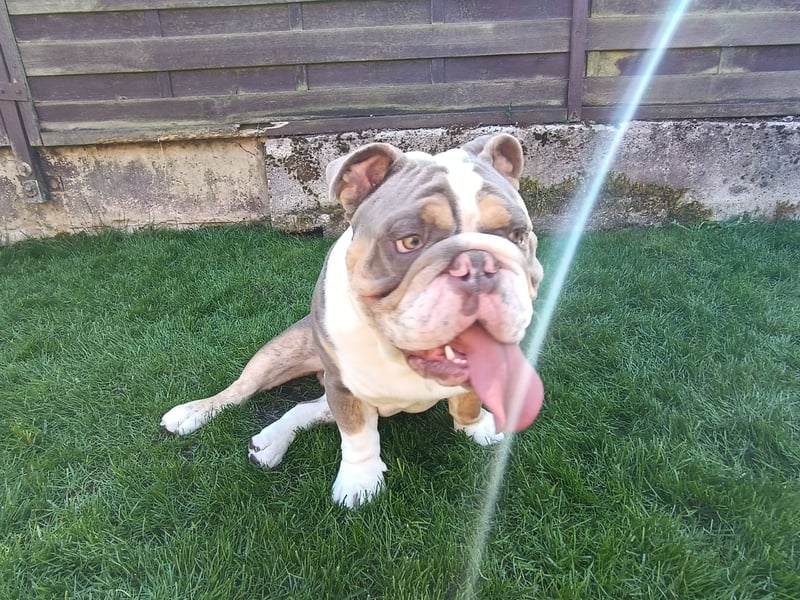 Englische Bulldogge