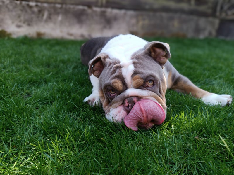 Englische Bulldogge