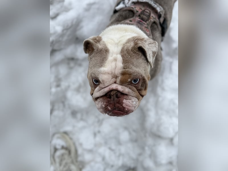 Englische Bulldogge
