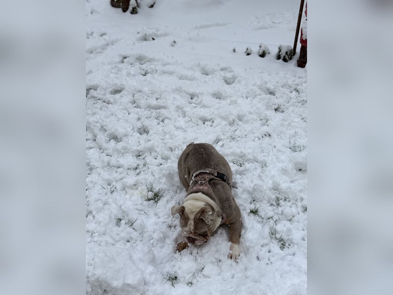 Englische Bulldogge